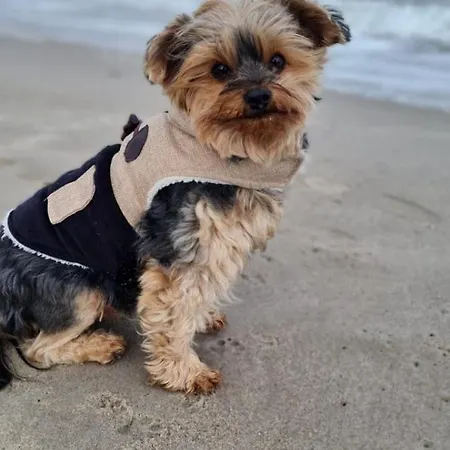 アパート Residenz Lausitz - Fuer Urlaub Mit Hund グラール・ミューリッツ