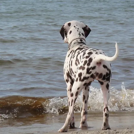 Residenz Lausitz - Fuer Urlaub Mit Hund