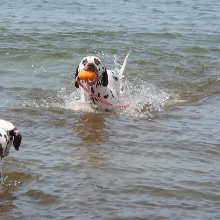 アパート Residenz Lausitz - Fuer Urlaub Mit Hund グラール・ミューリッツ