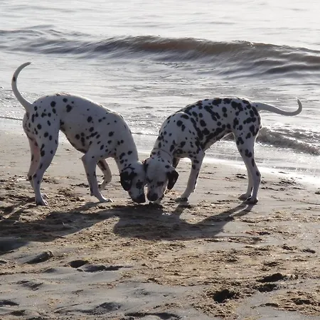 Апартаменты Residenz Lausitz - Fuer Urlaub Mit Hund