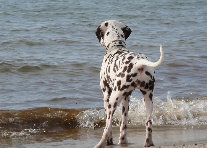 Residenz Lausitz - Fuer Urlaub Mit Hund