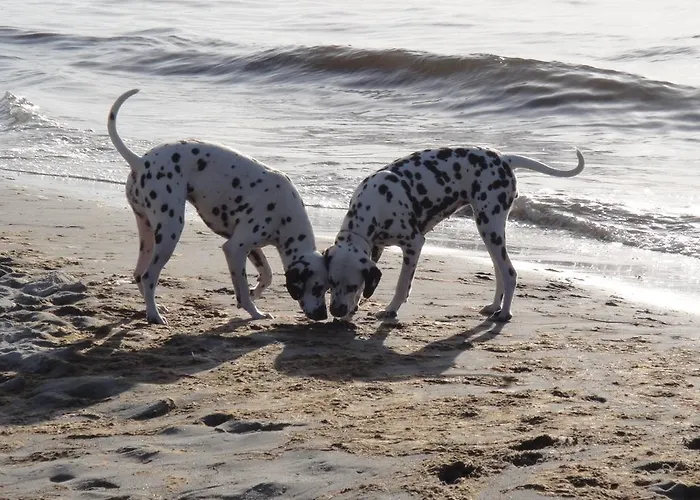 公寓 Residenz Lausitz - Fuer Urlaub Mit Hund